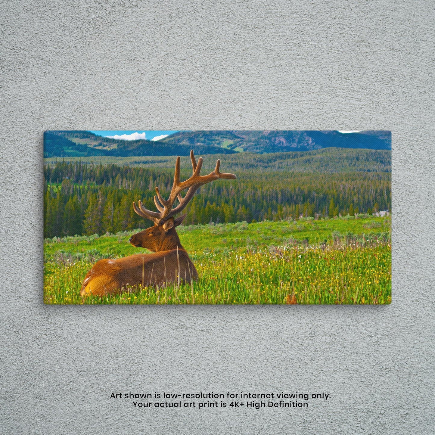 Summer Mountain Meadow