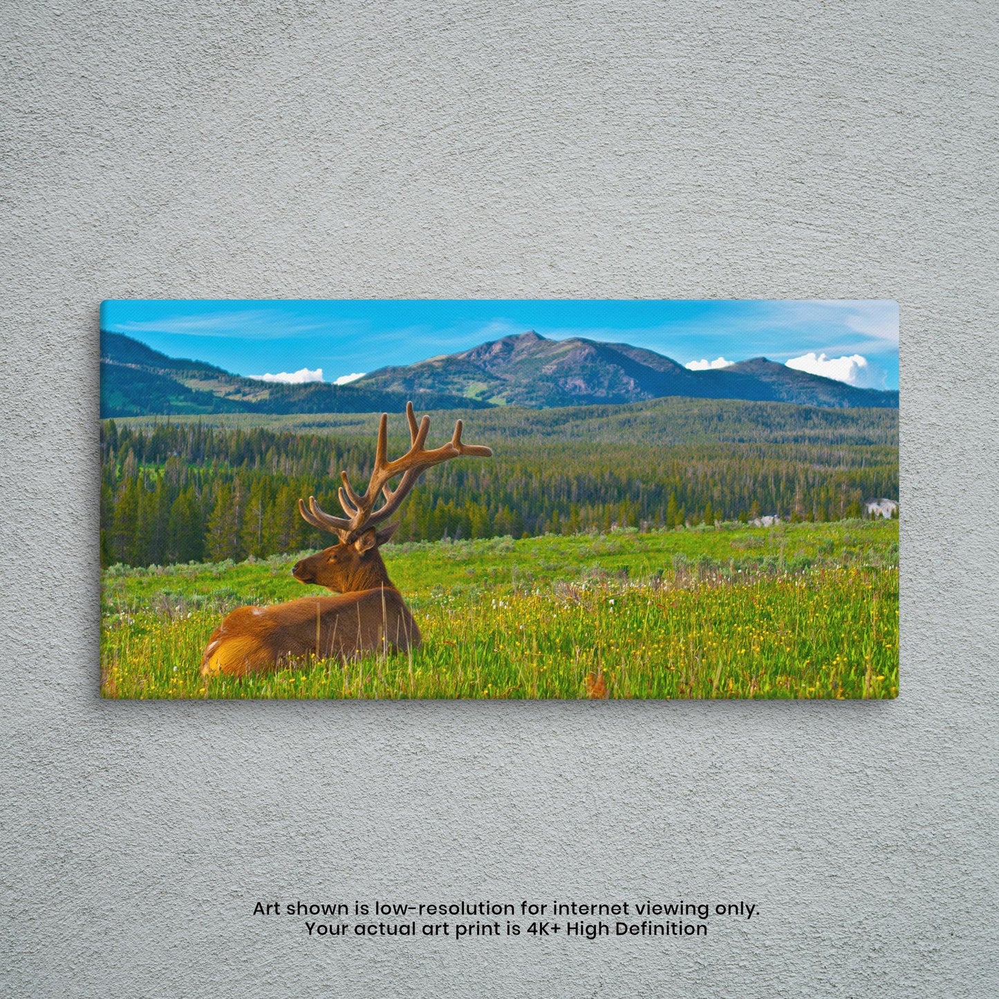 Summer Mountain Meadow
