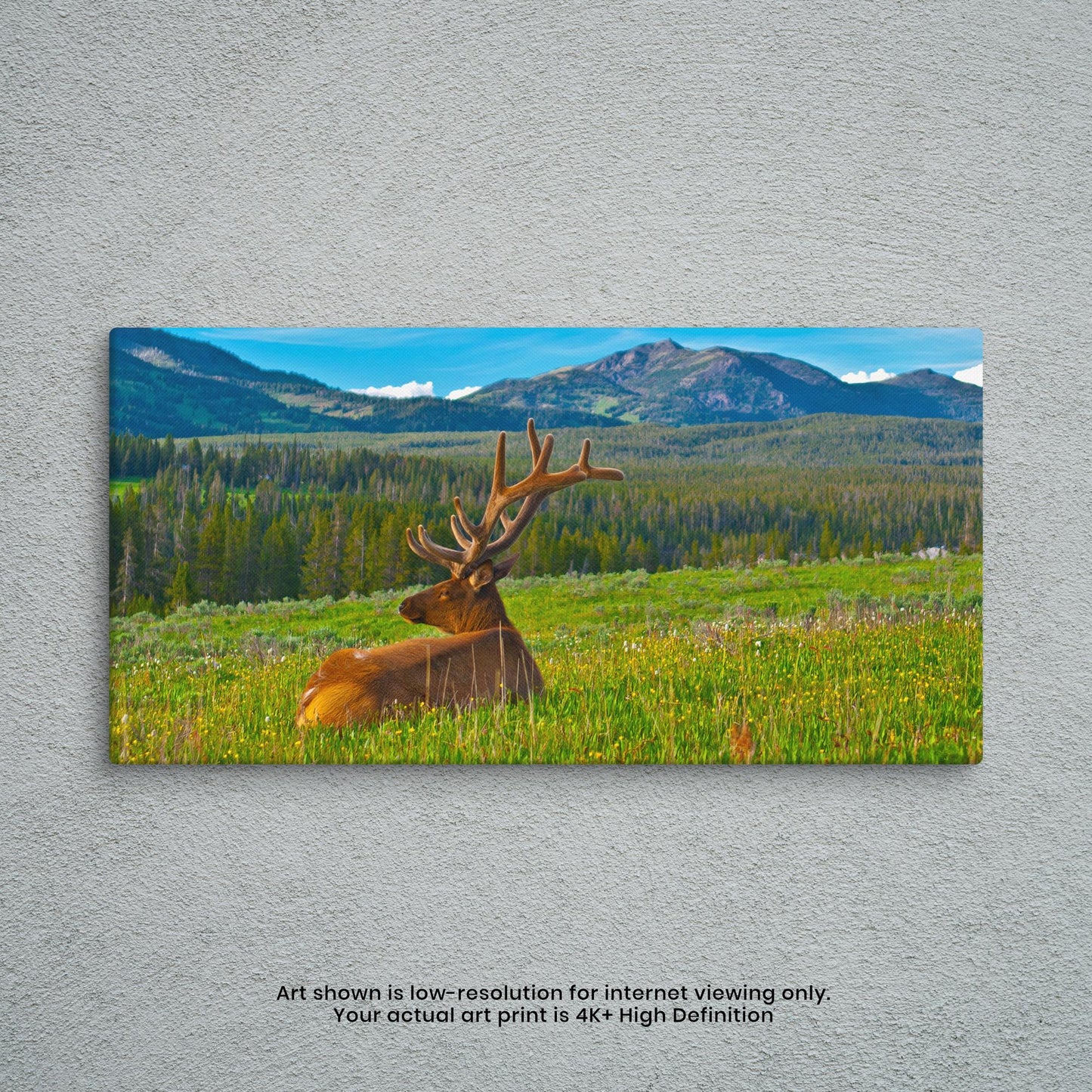 Summer Mountain Meadow