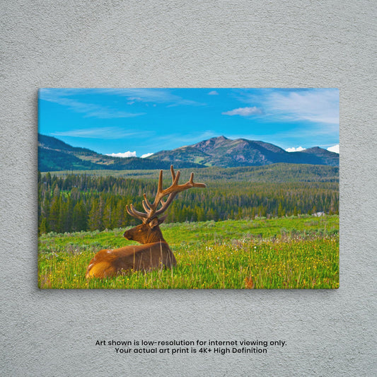 Summer Mountain Meadow